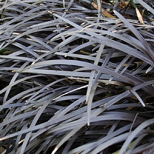 Ophiopogon planiscapus 'Nigrescens'