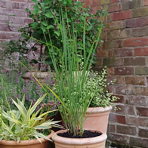 Panicum virgatum 'Northwind'