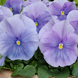 Pansy Matrix 'Azure'