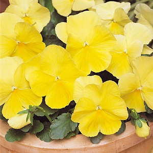 Pansy Matrix 'Lemon'