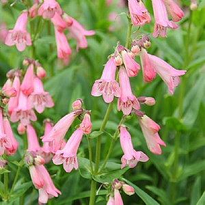 Penstemon 'Hewells Pink'