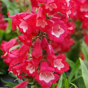 Penstemon 'Phoenix Red'