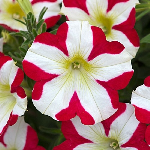 Petunia Amore 'King of Hearts'