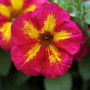 Petunia Fun House 'Potpourri'