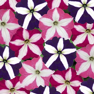 Petunia Frenzy 'Star Mix' 6 pack