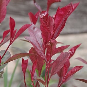 Photinia fraseri 'Carre Rouge'