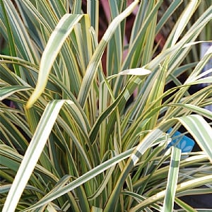 Phormium 'Golden Ray'