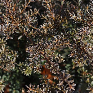 Podocarpus 'Red Embers'