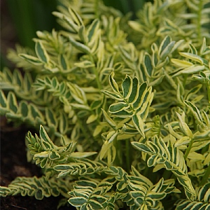 Polemonium 'Brise D'Anjou'