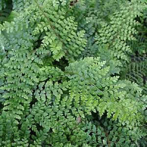 Polystichum setiferum  'Herrenhausen'