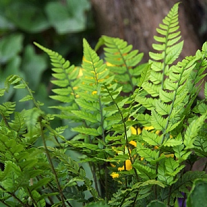 Polystichum tsussimense