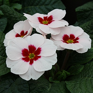 Primula 'Japan'
