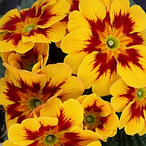 Primula 'Marietta'