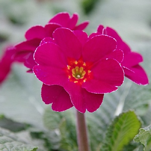 Primula elatior 'Sibel Purple'