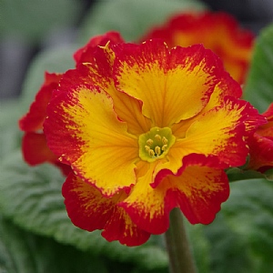 Primula elatior 'Sibel Scarlet Yellow'