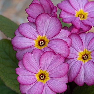 Primula 'Nature'