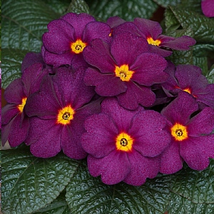 Primula Obsidian 'Purple'