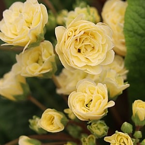 Primula Pretty Polly 'Buttercream'