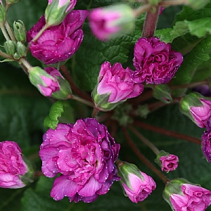 Primula Pretty Polly 'Deep Lilac'