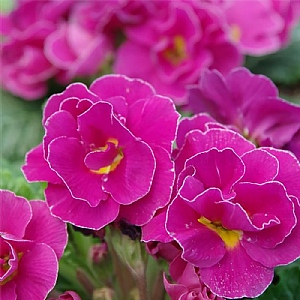 Primula PomPom 'Lilac Picotee'