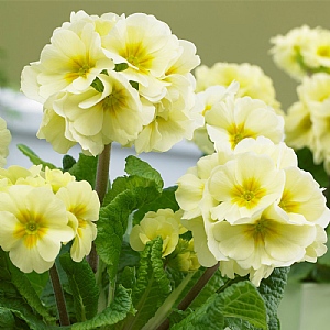 Primula elatior 'Sibel Lime'