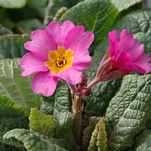 Primula elatior 'Sibel Pink'