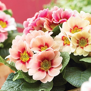 Primula Sphinx 'Peach Shades'