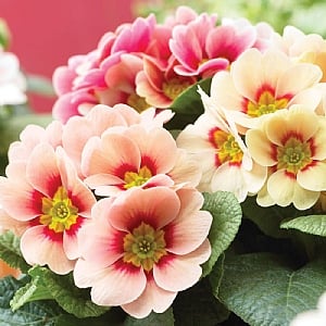 Primula Sphinx 'Peach Shades'