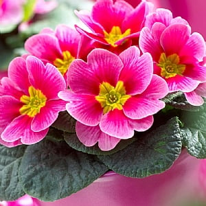 Primula Sphinx 'Rose Shades'