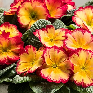 Primula Scentsation 'Red Cream'