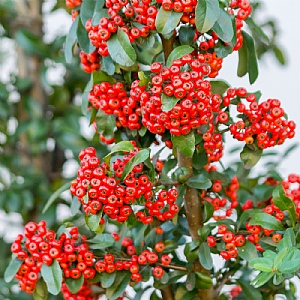 Pyracantha 'Mohave'