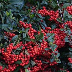 Pyracantha 'Red Column'