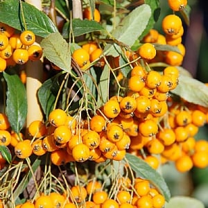 Pyracantha 'Orange Charmer'