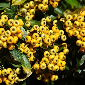 Pyracantha 'Soleil d'Or'