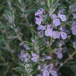 Rosmarinus officinalis 'Miss Jessop's Upright'