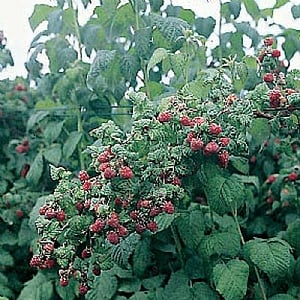 Raspberry Rubus 'Autumn Bliss'