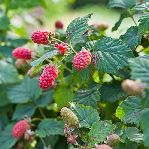 Rubus ursinus x ideaus 'Boysenberry'