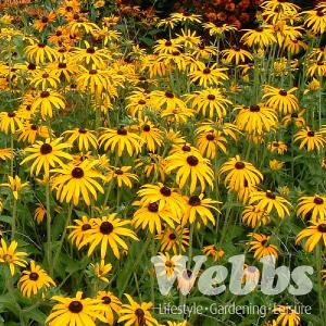 Rudbeckia fulgida var. deamii