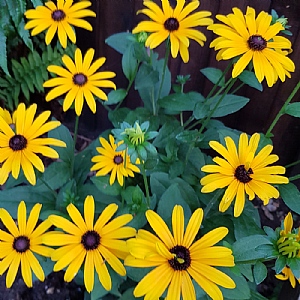 Rudbeckia 'Little Dreamer'