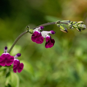 Salvia 'Amethyst Lips'