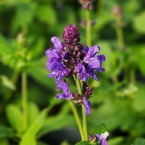 Salvia x sylvestris 'Blue Marvel'