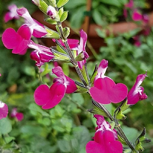 Salvia 'Cherry Lips'