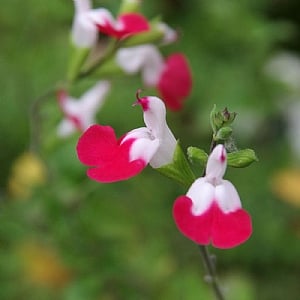 Salvia microphylla 'Little Kiss'