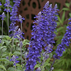 Salvia 'Mystic Spires Blue'