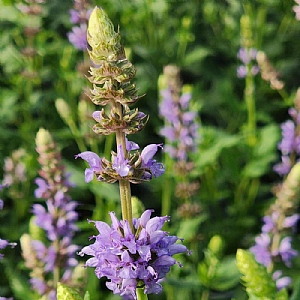 Salvia nemorosa 'Salute Ice Blue'