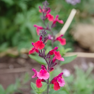 Salvia microphylla 'Wine and Roses'