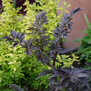 Sambucus nigra 'Laced Up'