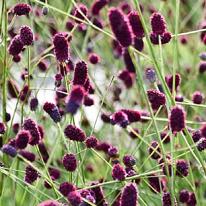 Sanguisorba 'Plum Drops'