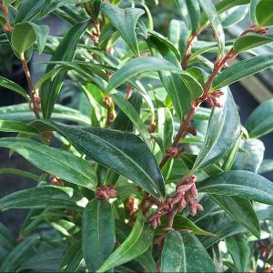 Sarcococca Winter Gem