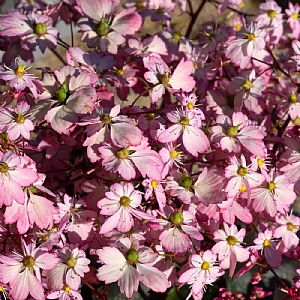 Saxifraga 'Dancing Pixies Tilda'